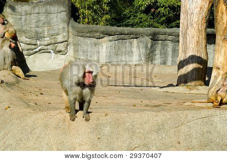 Troupeau de singes