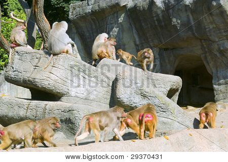 Troupeau de singes