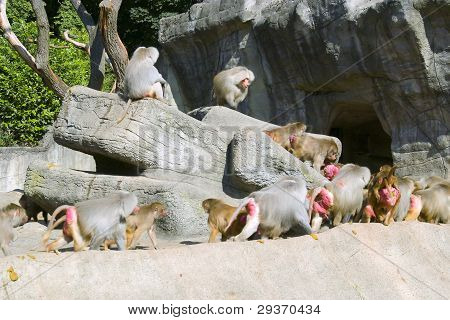 Troupeau de singes