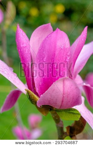 Close-up Of A Beautiful Purple Magnolia Liliiflora Flower With Water Drops Early In The Morning. Blo