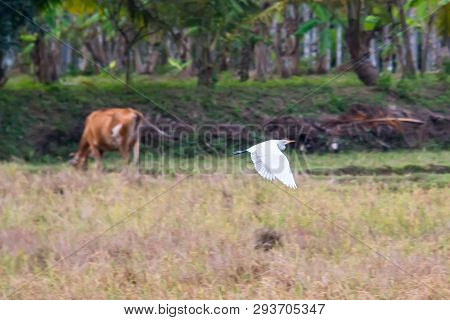 Stork Foreground Cows Background. White Heron Flies Against The Background Of The Rural Landscape