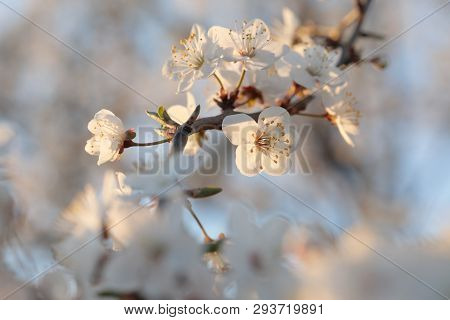 Spring flowers tree branch Nature background Nature flower background flower Nature background Nature flower macro flower sunset flower Nature flower Nature background flower Nature flower Nature background White flower Nature flower Nature background.
