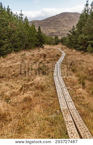 Western Way Trail In A Bog With Pine Forest Around
