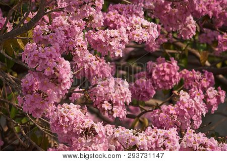 Beautiful Pink Tabebuia Rosea Flowwers In Sunny Day