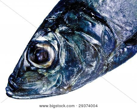 Testa di pesce decorativo