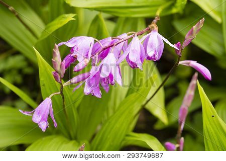 Chinese Pink Urn Orchid Bletilla Striata With Green Leaves