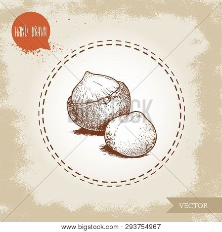 Peeled Macadamia Nut Seed And With Shell. Hand Drawn Sketch Style Vector Illustration Isolated On Re