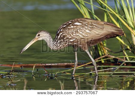 A Limpkin, Aramus Guarauna Standing In Calm Water In A Florida Bay