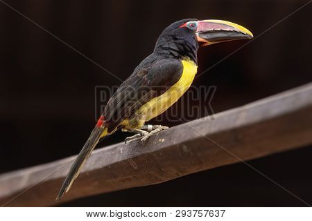 Green Aracari, Pteroglosssus Viridis, Little Exotic Toucan Perched On A Tree Branch .