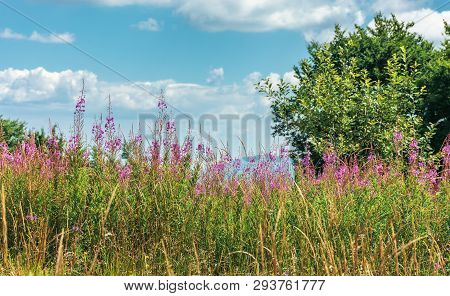 Fireweed Plants On The Forest Edge. Wonderful Summer Weather At High Noon