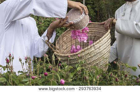 Traditional Omani Hat Called Kuma Being Used To Collect Rose Petals