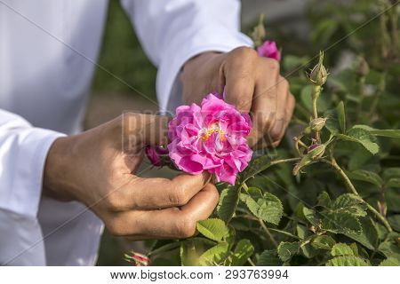 Hands Collecting Rose Petals For Rose Water Making In Oman