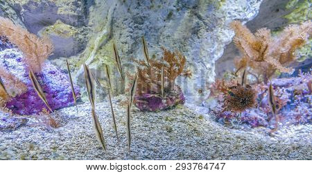 Aquatic Scenery Showing A Group Of Razorfishes