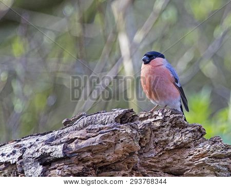 A Male Bullfinch Bird Perched On A Log In Local Woodlands