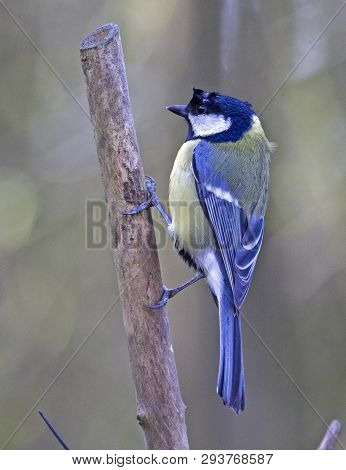 A Great Tit Bird Perched On A Branch In Local Woodlands