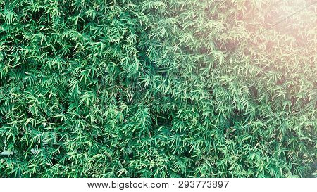 Bamboo Tree Which Green Color Fresh Leaf And Light Brown For Body And Beautiful Pattern For Backgrou
