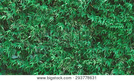 Bamboo Tree Which Green Color Fresh Leaf And Light Brown For Body And Beautiful Pattern For Backgrou