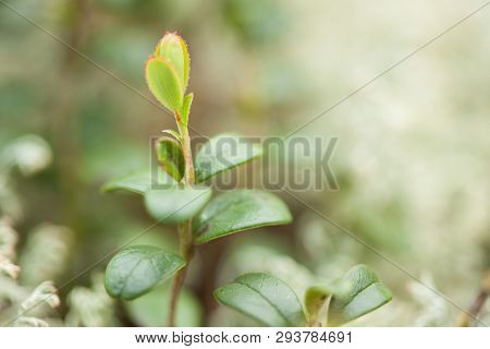 Lingon Berry Growing In The Forest Close-up