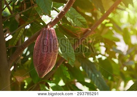 Dark Bown Cacao Pod On Sunny Tree Blurred Background