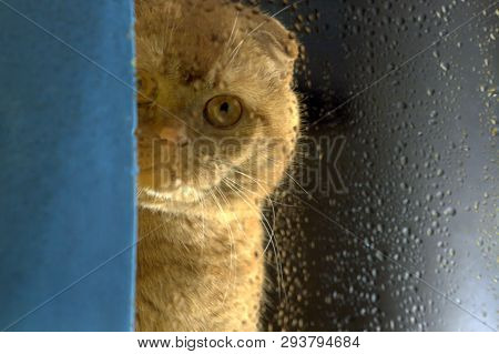 Red Scottishfold Cat Looks On The Rain Drops On The Window Glass