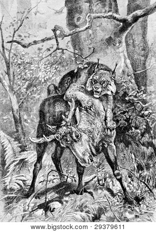 Ilves tappaa hirven. Kaiverrus Specht kuvassa taidemaalari d.. Julkaistu lehden 