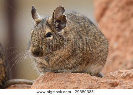 Close Up Portrait Of A Common Degu (octodon Degus)