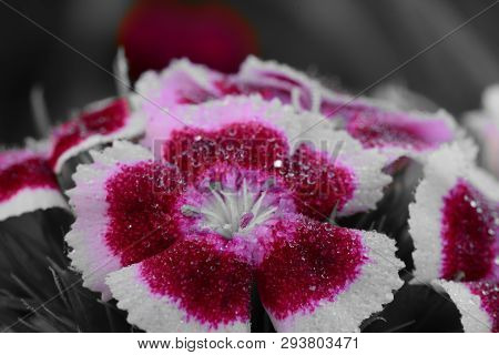 Coloursplash Of Red And White Dianthus Flowers In Bloom