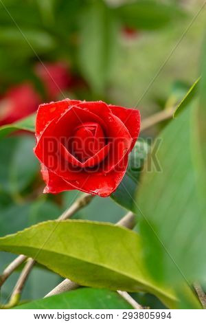 Close-up Of A Red Camellia Sasanqua (camellia Japonica) With Water Drops. View Of A Flowering Red Ca