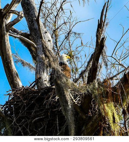 Close View Of A Female American Bald Eagle Sitting In Her Nest With Her Eggs In Dead Tree In A Flori