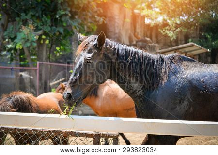 The Farm Horses Grazing Grass In Stable