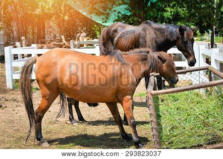 The Farm Horses Grazing Grass In Stable