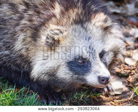 Japanese Raccoon Dog Sitting In The Grass / Tanuki Animal - Nyctereutes Procyonoides