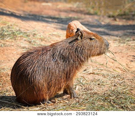 Capybara In The National Park / Hydrochaeris Hydrochaeris