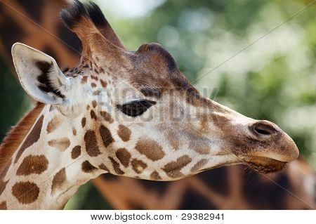 Unga giraff