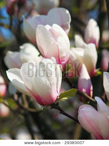 Magnolia Grandiflora