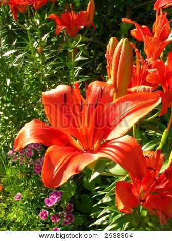 Tigerlilly