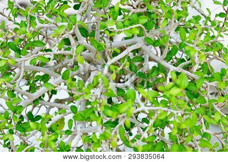 Background Pattern, Beautiful Abstract Green Leaves Wall Of Streblus Asper, Siamese Rough Bush Or To