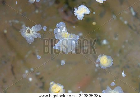 Close Up Of Holy Water Or Blessed Water With The Candle Wax Drippings In The Water Bowl, Used To Dri