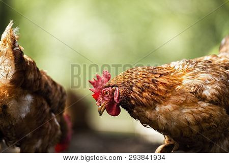 Isa Brown Chicken