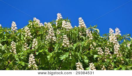 Horse Chestnut Tree