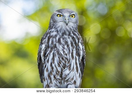 Barking Owl