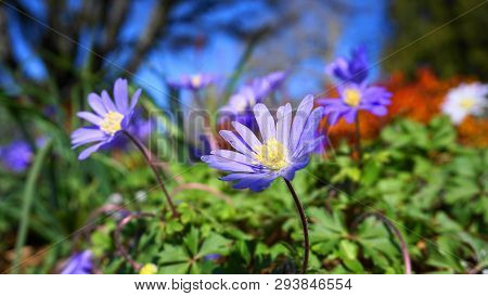 Beautiful Light Blue Anemone Apennina Flowers Meadow Close Up.
