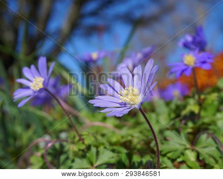 Beautiful Light Blue Anemone Apennina Flowers Meadow Close Up.