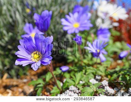 Beautiful Light Blue Anemone Apennina Flowers Meadow Close Up.