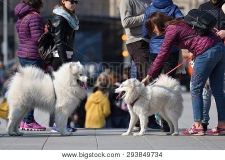 Vilnius, Lithuania - April 06: Unidentified People With Dogs In Vilnius Old Town On April 06, 2019 I