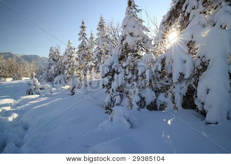 schneebedeckten BÃ¤ume