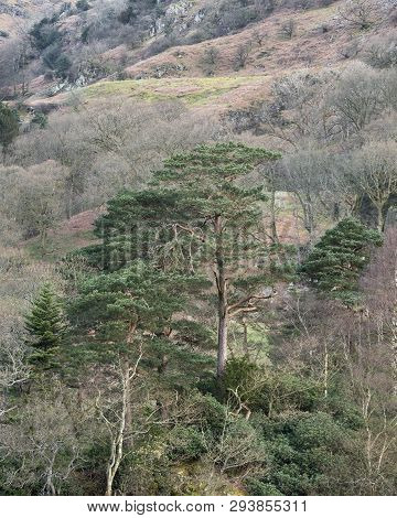 Beautiful Landscape Image Of Countryside Around Rydal Water In Uk Lake District During Spring Sunris
