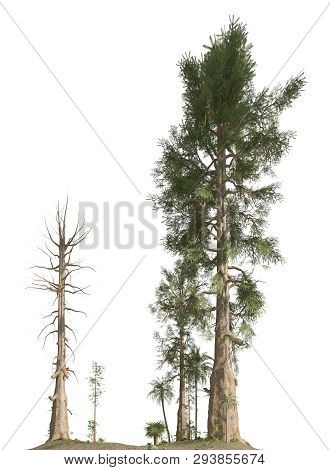 Trees Of The Mesozoic Era Isolated On White Background 3d Illustration