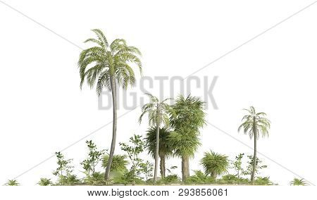 Trees Of The Mesozoic Era Isolated On White Background 3d Illustration