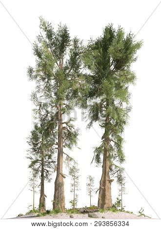 Trees Of The Mesozoic Era Isolated On White Background 3d Illustration